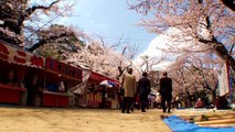 Spring cherry Blossoms in japan－ 春 桜 満開 桜祭り 花見 flower viewing