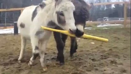 Silly Donkeys...Wiffle Ball is for kids!