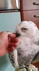 شوفو البومة كفاه تتصرف معا مولاها