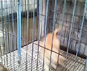 (GR CH 5X LOKI, 1XW WACKY BIS & BLESS)