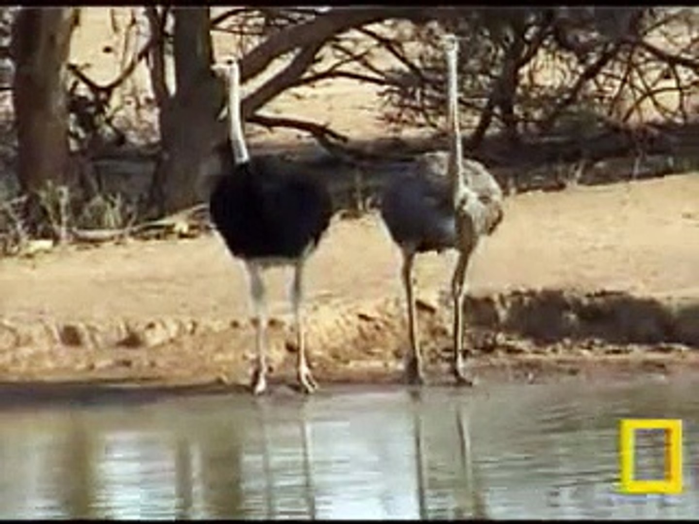 Male & Female Ostrich