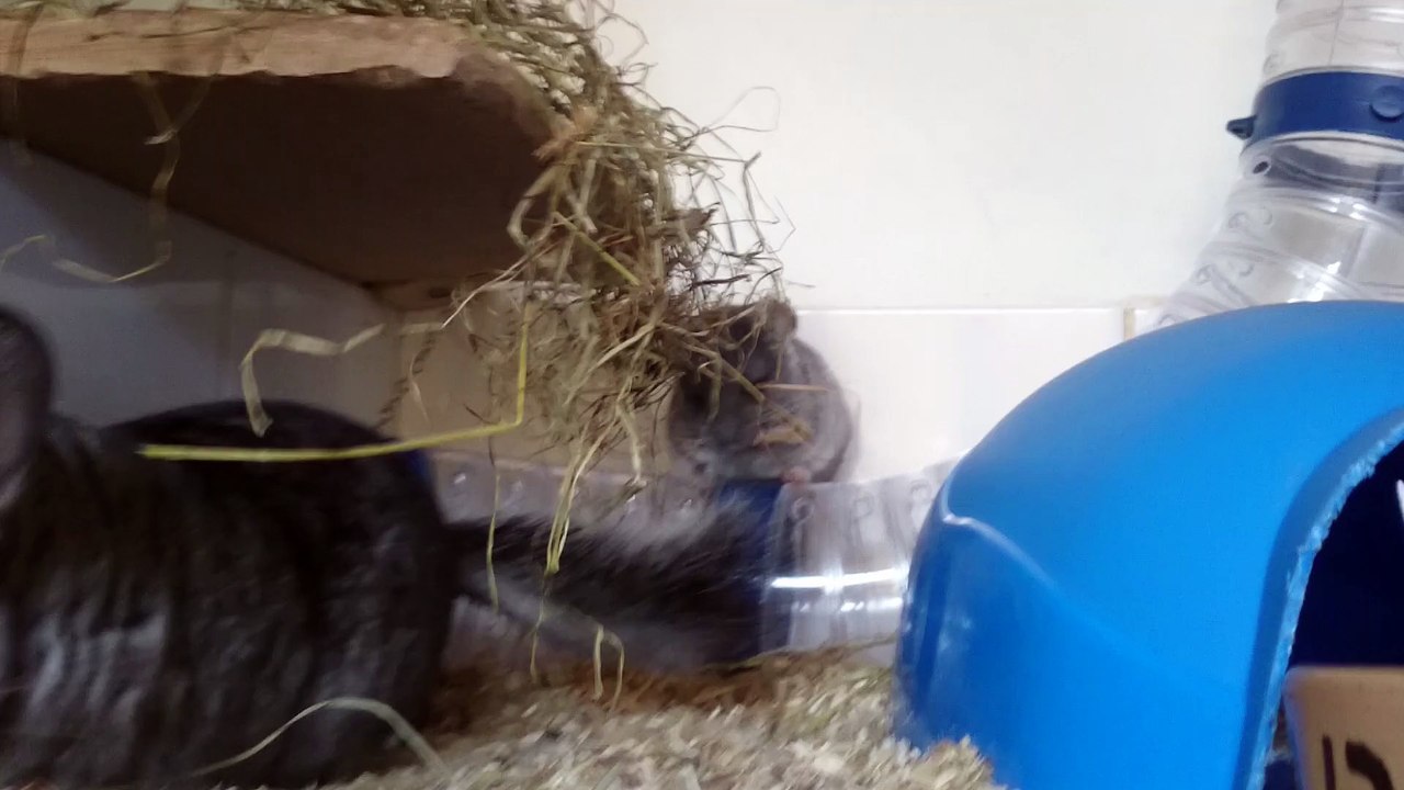 Bébés chinchillas grignotent du foin