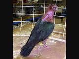 Pigeon Breed  Archangel Pigeons Various Colors & Patterns WWW.PigeonBreed.Com