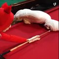 Playing pool IRL by つかさし vine.covODV71U2dxzi?syndication=228326Playing pool IRL by つかさし vine.covODV71U2dxzi?syndication=