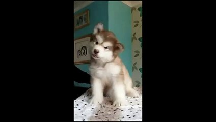 Cute wolf Alaska kurdunun sevimli halleri