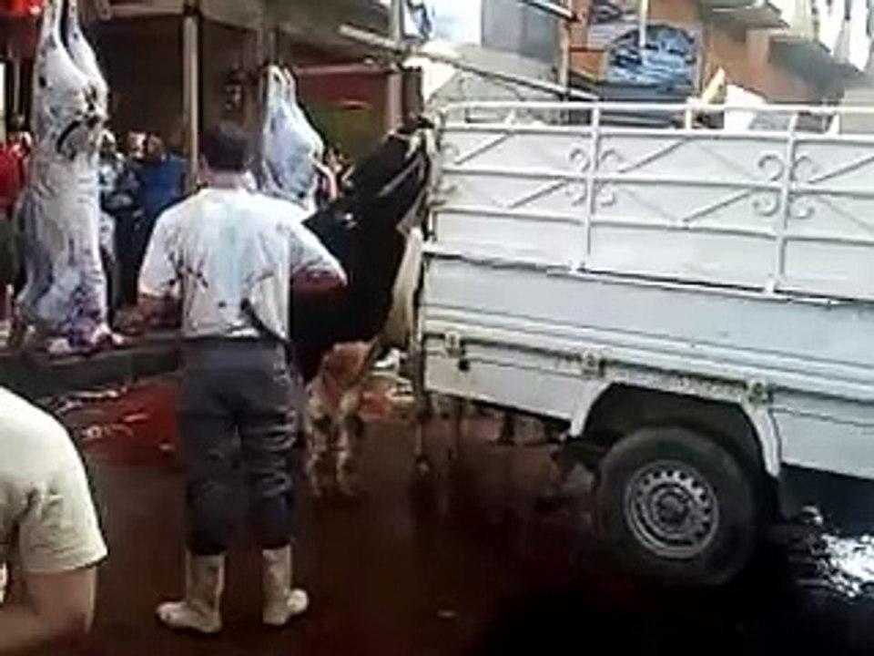 جزارة الامانة - الدخيلة  ذبح عجول عيد 2013