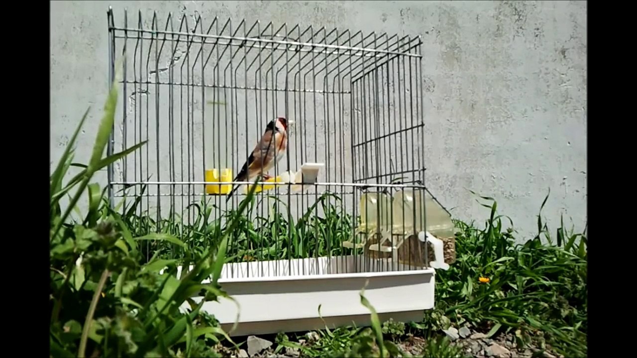 Chant Chardonneret  8 Mois