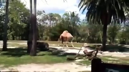 Kafası olmayan deve