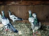 Vienna Medium Face Tumblers Show Pigeons / WWW.PigeonBreed.Com