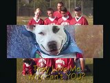 Pitbulls We are sorry you hate us by Kidwell Productions