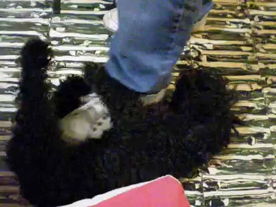 Edu el Perro Violador