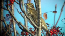 TORDO SASSELLO (Turdus iliacus)