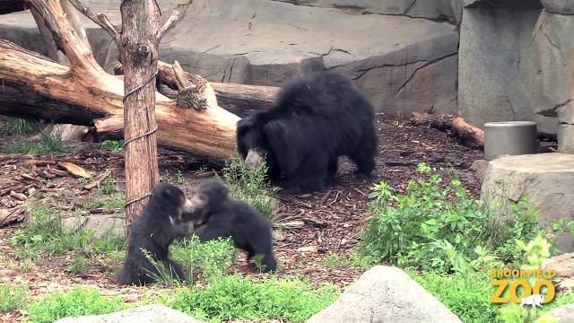 Sloth Bear Cubs Growing By Leaps and Bounds