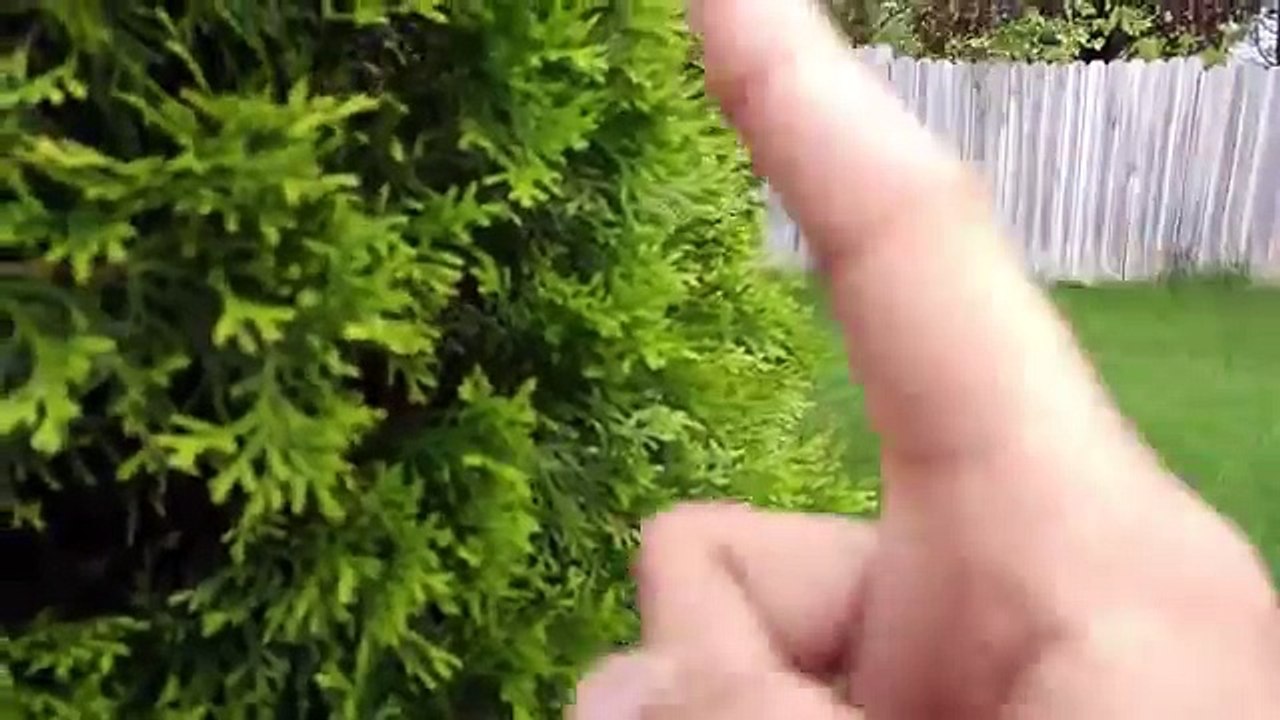LG G4 4K Camera Test! kamera