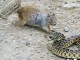 sincap ve yılan kavgası