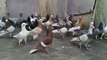 Pakistan Pigeon Breeds ( Fancy Pigeon )