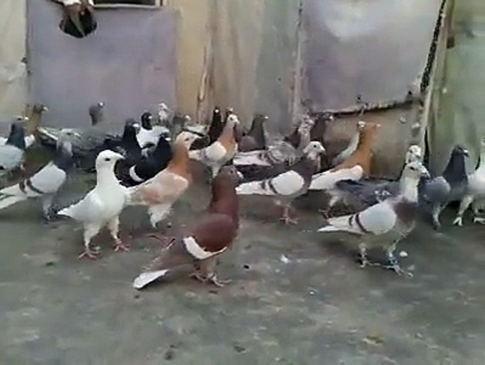 Pakistan Pigeon Breeds ( Fancy Pigeon )