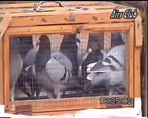 Pakistan Racing Pigeon Sarmad Loft 5.flv.flv