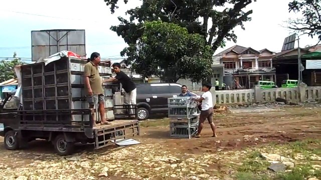 Racing pigeon - 2nd training 3km ( Kandang Nasional One loft race - Indonesia )