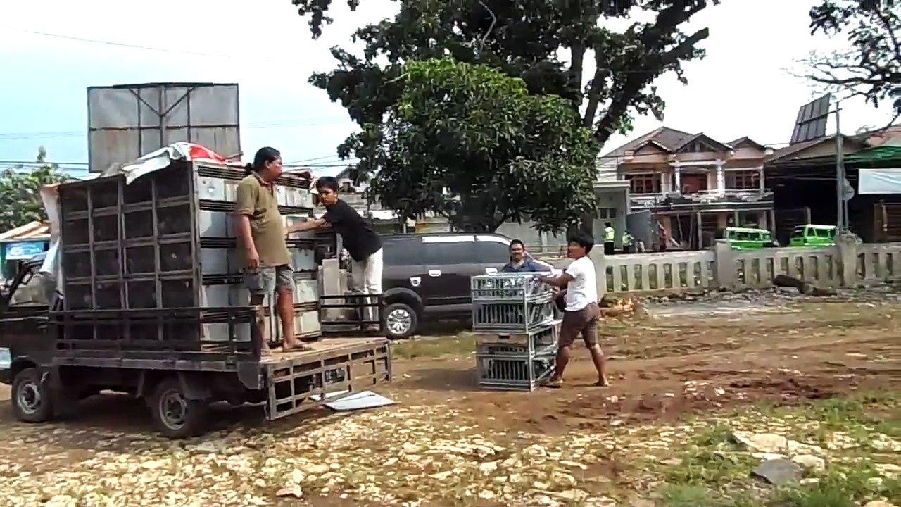 Racing pigeon - 2nd training 3km ( Kandang Nasional One loft race - Indonesia )