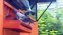 One Loft Race BRPC ( Batavia Racing Pigeon Club ) Indonesia