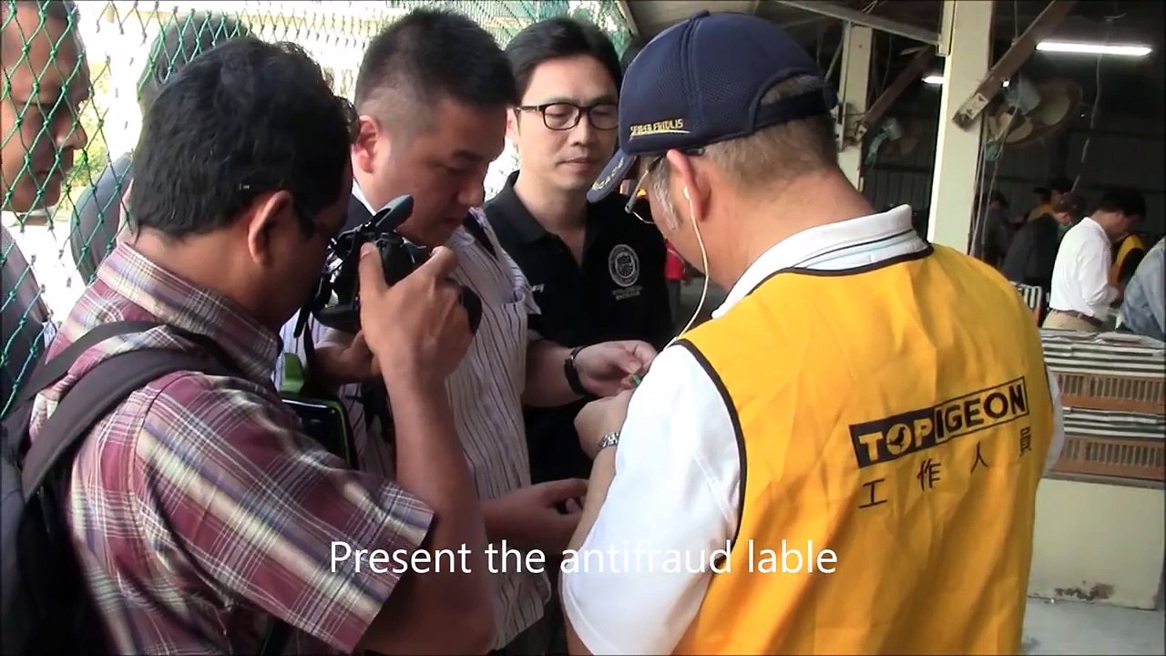 Indonesia and Taiwan pigeon racing club communications