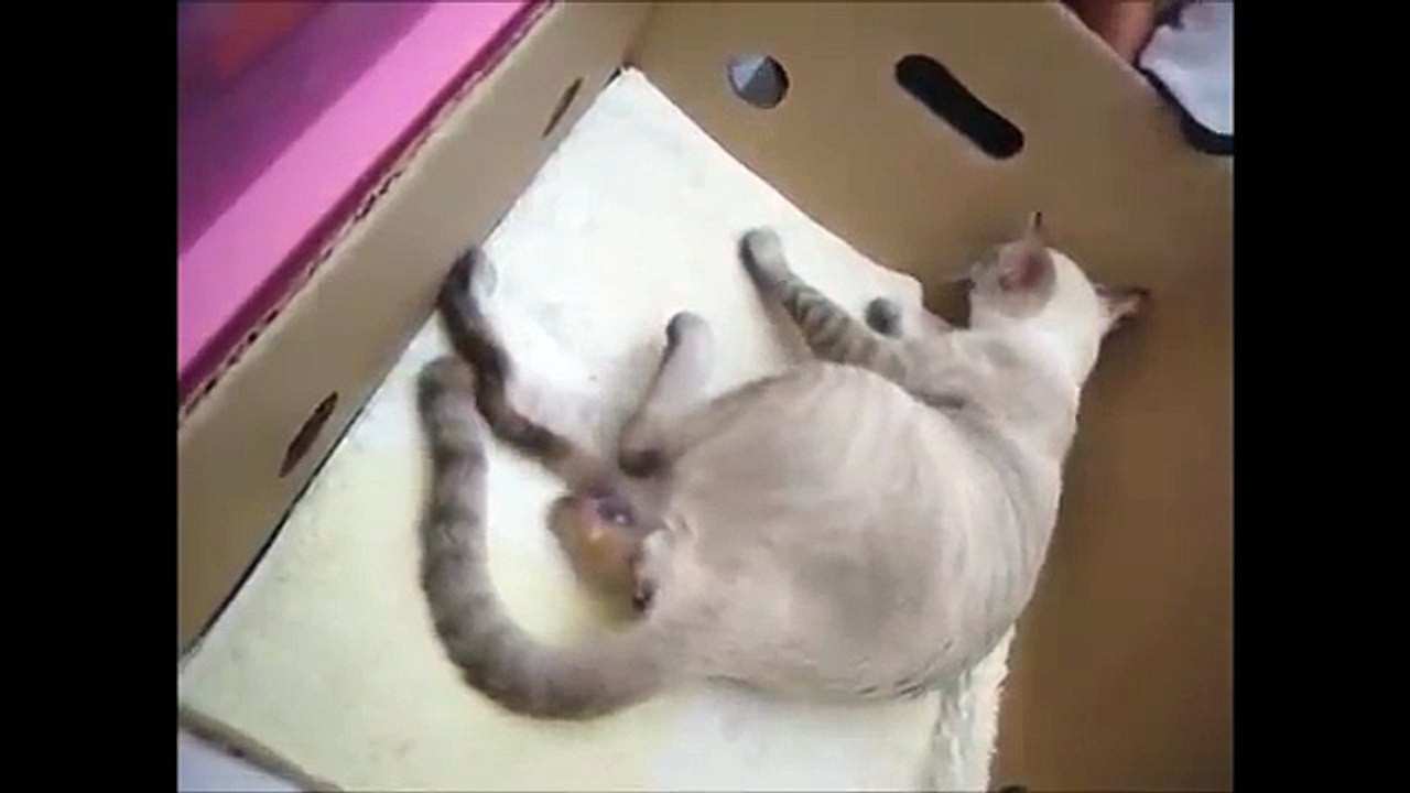 【猫の出産！】　赤ちゃんが産まれる瞬間の映像！！　Delivery of the cat