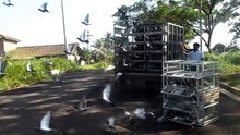 Racing pigeon - First training 1km ( Kandang Nasional One loft race - Indonesia )