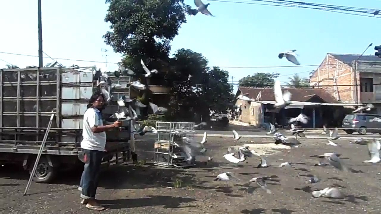 Racing pigeon - 3rd training 5km ( Kandang Nasional One loft race - Indonesia )