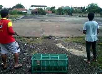 Persiapan "JFF Pigeons Tounament" | Indonesia Merpati.Org