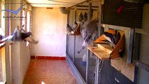 Racing Pigeons listen to training commands