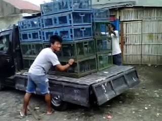 Racing Pigeon ORL Kandang Nasional 2012 - first 1KM