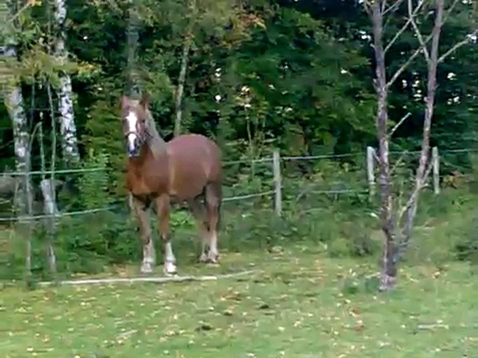 Hästarna busar