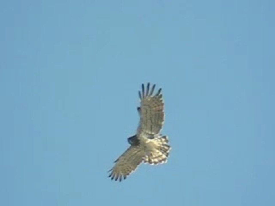 Short-toed Eagle