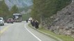 Yellowstone bison herd charges towards vehicle