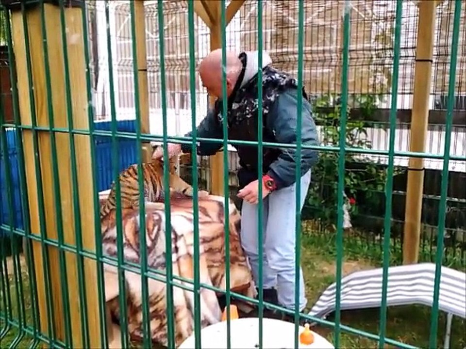 SHANGA ET BRUNO: CARESSE DE TIGRE