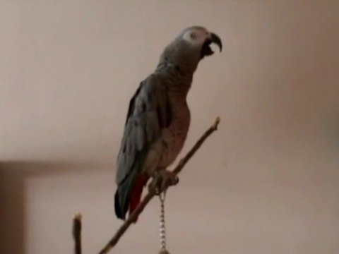 Сказка Красная Шапочка ! Попугай жгет!!!