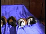 Guinea pig - I have many guinea pigs