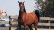 Toagule, Arabian mare by Virgule Al Maury