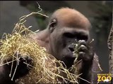 Great Gorillas Going Ape at Brookfield Zoo