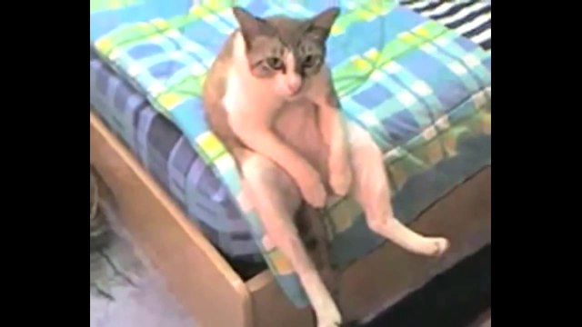 funny cat vines - ultimate cats vines compilation,funny cat moments,funny cute cats compilation