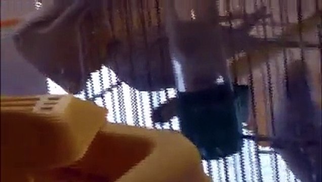 I Miei Pappagalli in ''Rambo style''! by Francesco Saverio Boni