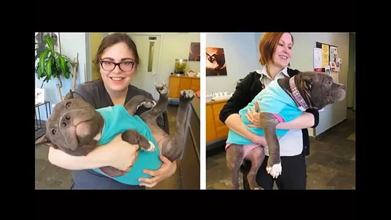 Antes y después de perritos callejeros rehabilitados