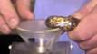 Cape cobra (Naja nivea) venom extraction at KRZ