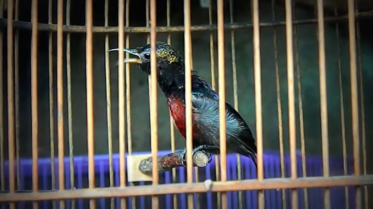 Chim hút mật 7 màu hót líu 11-9-2014