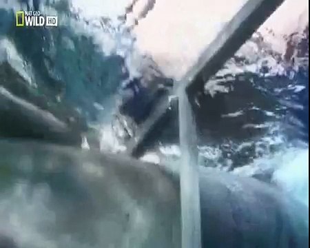 Жесть атака белой акулы на человека/животные/нападение/акула людоед/нападение животных на людей/