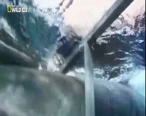 Жесть атака белой акулы на человека/животные/нападение/акула людоед/нападение животных на людей/