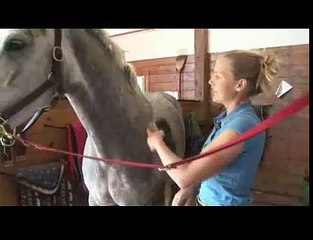 Horse Care & Riding : How to Groom a Horse