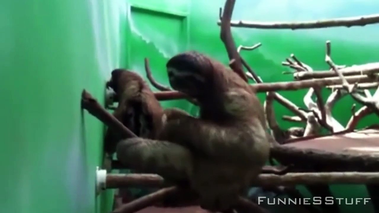 Animals With Music Compilation ✔