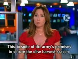 settlers' attack on olive harvest- hebron